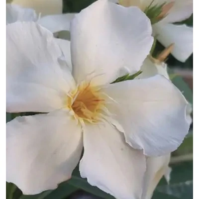 Nerium oleander 'Keringő' – Szimpla virágú leander