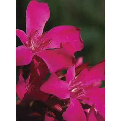 Nerium oleander 'Ariel' – Szimpla virágú leander
