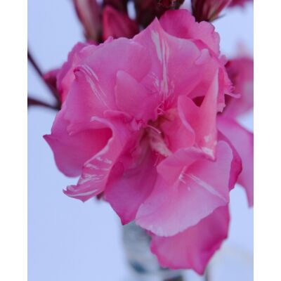 Nerium oleander 'Splendens' - Rózsaszín, teltvirágú leander