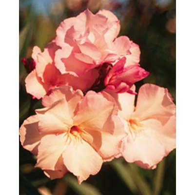 Nerium oleander 'Provence' (syn.: 'Souvenier de Michel') - Télálló leander (barackrózsaszín, telt)