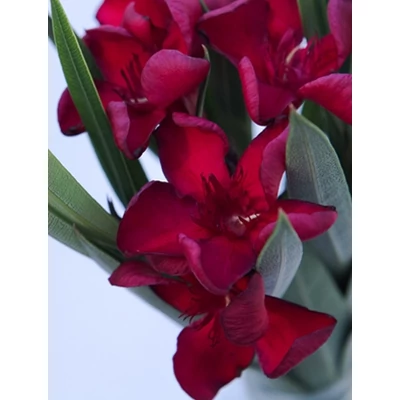 Nerium oleander 'Petite Red'- Sötétpiros, mini levelű leander