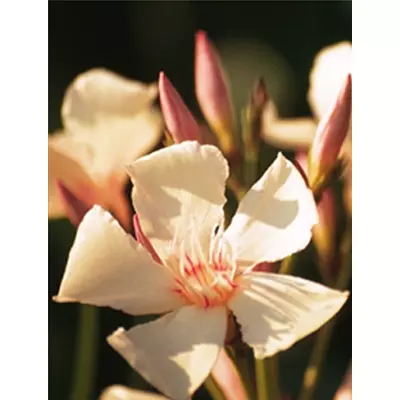 Nerium oleander 'Angiolo Pucci'- Leander (barackszínű)