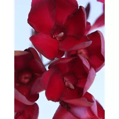 Nerium oleander - Bársonyos mélybordó virágú leander