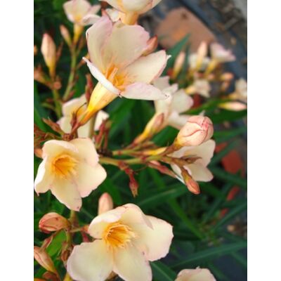 Nerium oleander 'Keceli Barack'- Mini, barackszínű leander
