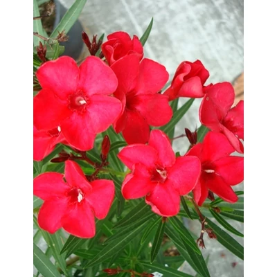 Nerium oleander 'Firewalker' - Tűzpiros, keskenylevelű leander