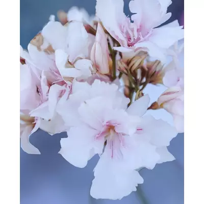 Nerium oleander - Mandulaszínű, teltvirágú leander