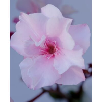 Nerium oleander - Halvány rózsaszín, teltvirágú leander