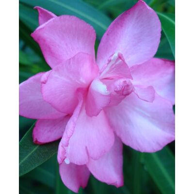 Nerium oleander - Rózsaszín, sötét rózsaszín szélű, teltvirágú leander