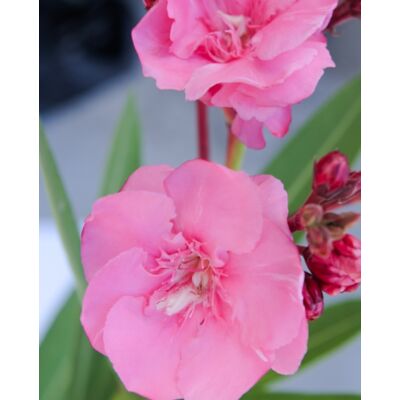 Nerium oleander - Óriás, rózsaszín, teltvirágú leander