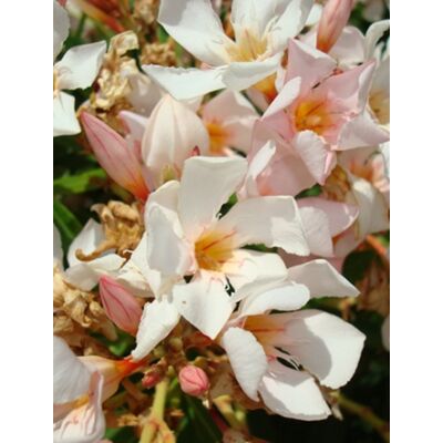 Nerium oleander - Mini, mandulaszínű leander