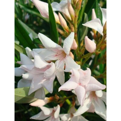 Nerium oleander - Csillagvirágú, mini, mandulaszínű leander