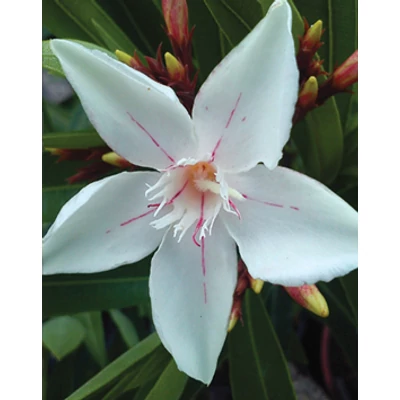 Nerium oleander 'Harriet Newding' – Leander (krémfehér, mélyvörös mintákkal, szimpla)