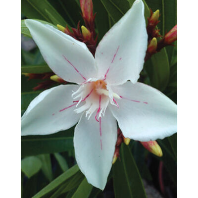 Nerium oleander 'Hariett Newding' – Fehér színű leander