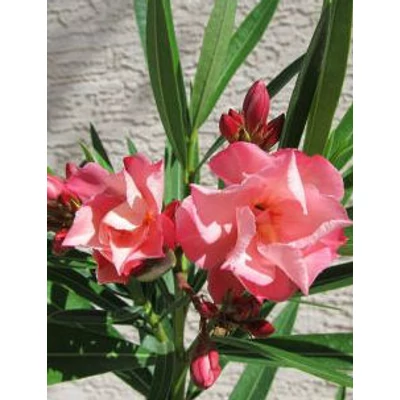 Nerium oleander 'Chopin'- Lazacszínű, teltvirágú leander