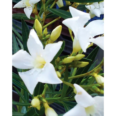 Nerium oleander - Fehér, mini virágú leander