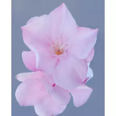 Nerium oleander - Pasztell rózsaszín, teltvirágú leander