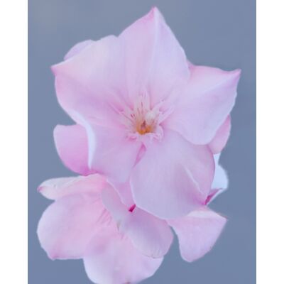 Nerium oleander - Pasztell rózsaszín, teltvirágú leander