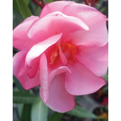 Nerium oleander - Lazacos, teltvirágú leander