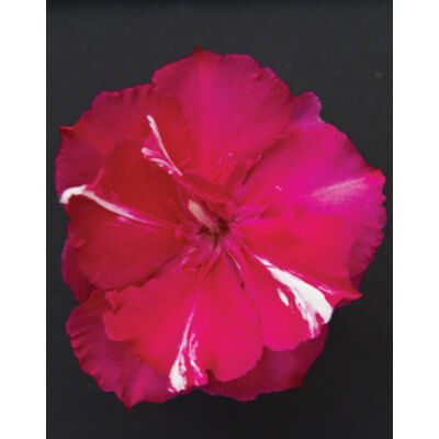 Nerium oleander 'Tamoure' – Sötét rózsaszín, teltvirágú leander