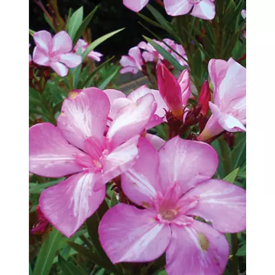 Nerium oleander 'Simie' – Rózsaszín-fehér csíkos virágú leander