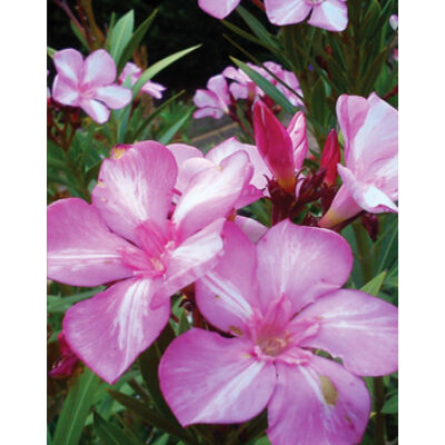 Nerium oleander 'Simie' – Rózsaszín-fehér csíkos virágú leander