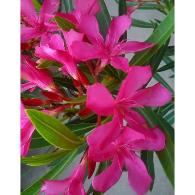 Nerium oleander 'Csokros rózsaszín' – Szimpla virágú leander