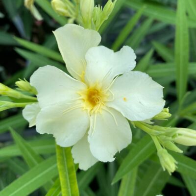 Nerium oleander 'Sorento' – Szimpla virágú leander