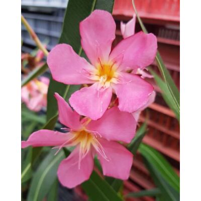Nerium oleander 'Hawai' – Szimpla virágú leander