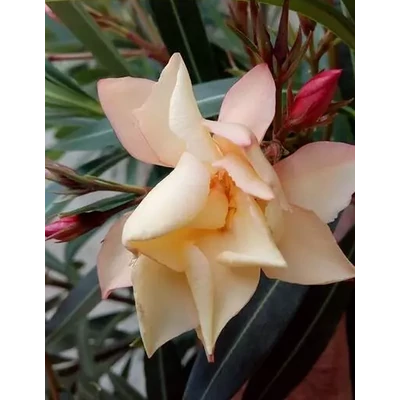Nerium oleander 'Barack' – Teltvirágú leander