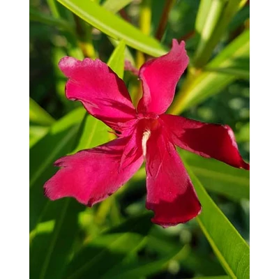 Nerium oleander 'Hamvadó parázs' – Szimpla virágú leander