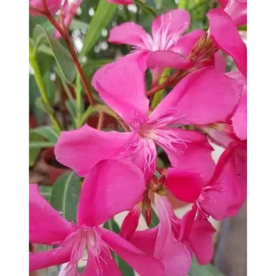 Nerium oleander 'Gotsis Aphrodite' – Szimpla virágú leander (skarlátpiros)