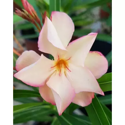 Nerium oleander 'Aura' – Telt virágú leander