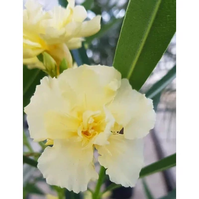 Nerium oleander 'Yellow Moon' – Teltvirágú leander