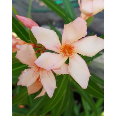 Nerium oleander 'Marci' – Szimpla virágú leander