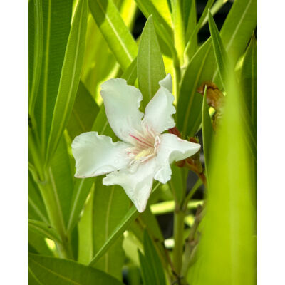 Nerium oleander 'Alsace' - Mandulaszínű leander