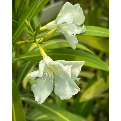 Nerium oleander 'Bianco Puro'- Fehér virágú leander