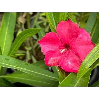 Nerium oleander 'Blue Blanc Red'- Sötét rózsaszín, féltelt virágú leander