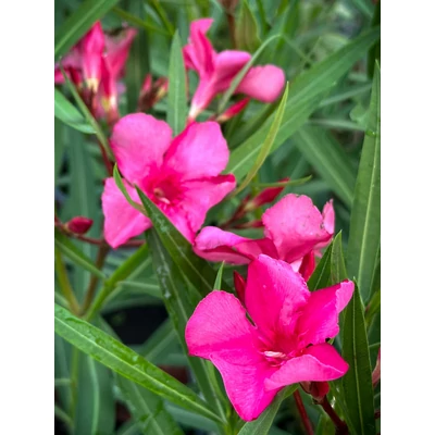 Nerium oleander - Csokros magenta színű leander