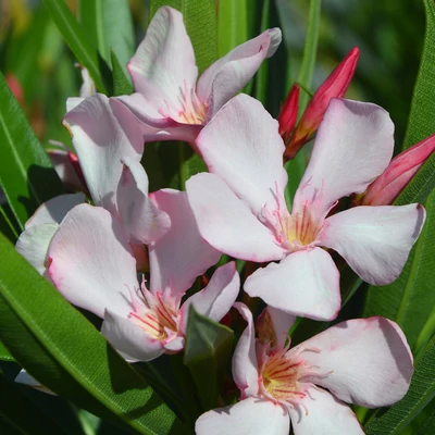 Nerium oleander 'Dr Jean Turmin' – Leander