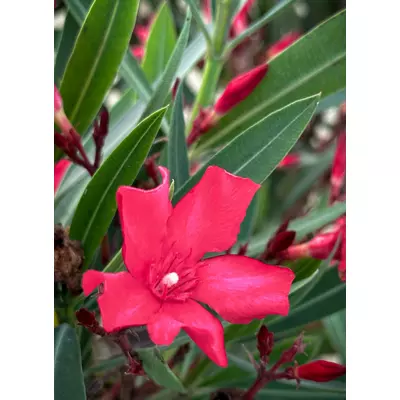 Nerium oleander 'Hardy Red' - Télálló leander (piros)
