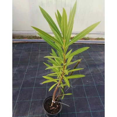 Nerium oleander 'Helia' - Rózsaszín, féltelt lélálló leander