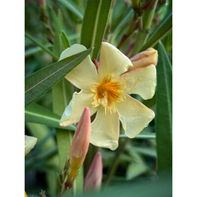Nerium oleander 'Mézeske' – Szimpla virágú leander