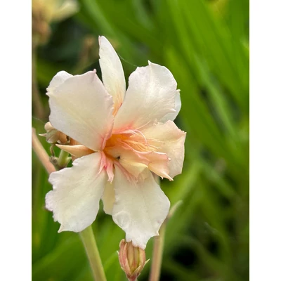 Nerium oleander 'Narancsszoknyás balerina' (syn.: 'Ballerina in Orange', 'Ballerina  mit orangem Rock') – Leander (vajsárga-barackszínű, dupla virágú)