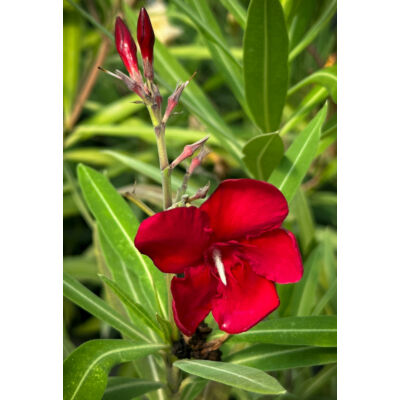 Nerium oleander - Óriás piros leander