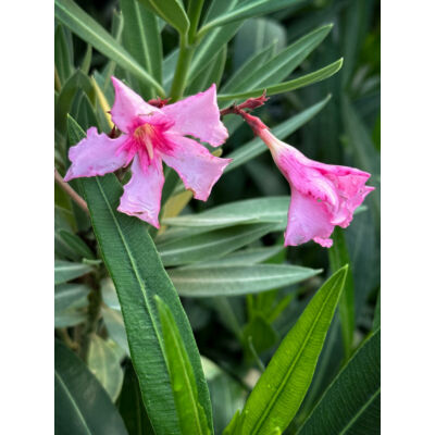 Nerium oleander 'Villa Romanie' - Télálló rózsaszín leander