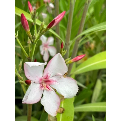 Nerium oleander 'Virginie' – Világos rózsaszín, szimpla virágú leander