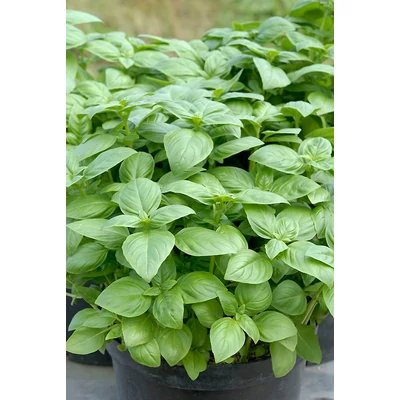 Ocimum basilicum 'Adi' - Kerti bazsalikom