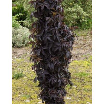 Sambucus nigra 'Black Tower' - Oszlopos bordó levelű bodza