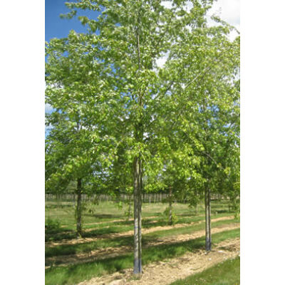 Acer saccharinum 'Laciniatum Wieri' -  'Laciniatum Wieri' ezüst juhar