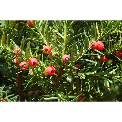 Taxus baccata - Tiszafa